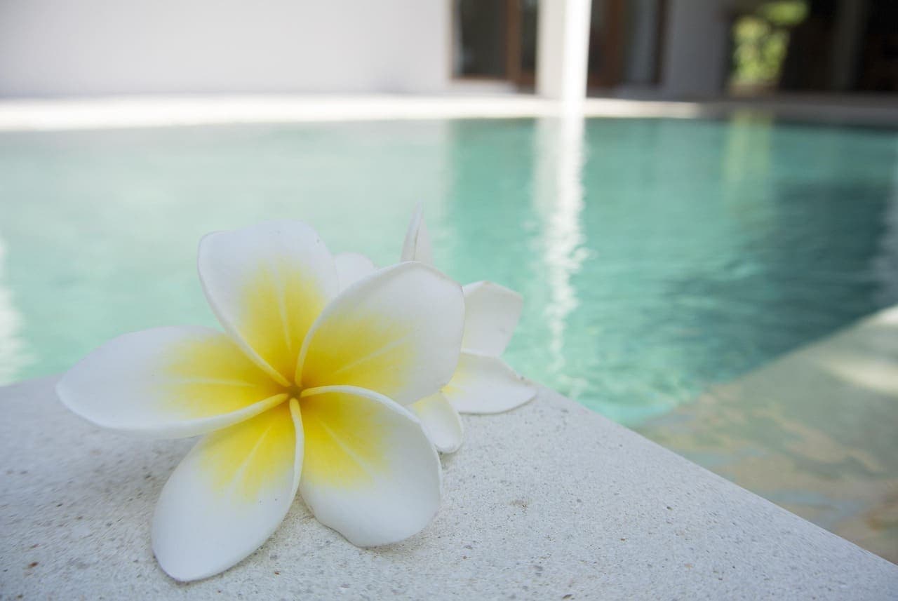 A white frangipani flower on the stone edge of the salt pool